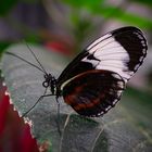 heliconius cydno on a leaf