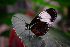 heliconius cydno on a leaf