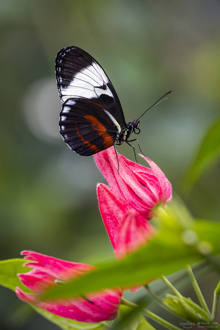 heliconius cydno on the flower