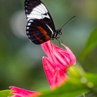 heliconius cydno on the flower