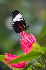 heliconius cydno on the flower