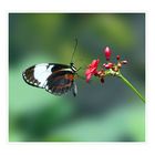 Heliconius cydno - Passionsblumenfalter