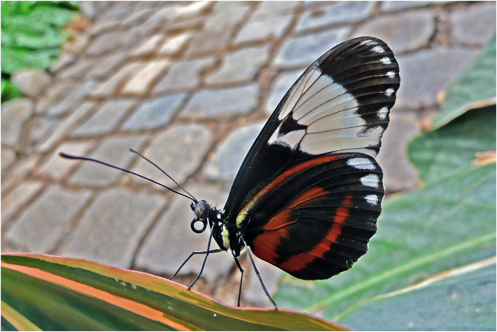 Heliconius cydno -Passionsblumenfalter- (Schmetterlingsgarten Bendorf-Sayn)