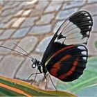 Heliconius cydno -Passionsblumenfalter- (Schmetterlingsgarten Bendorf-Sayn)