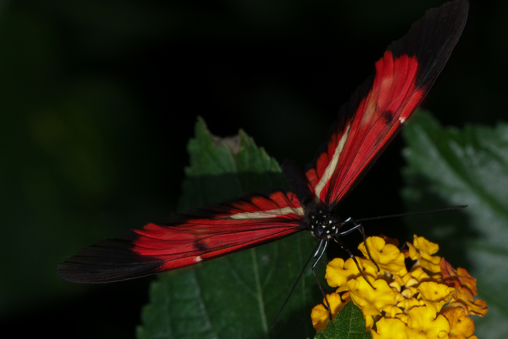 Heliconius dora