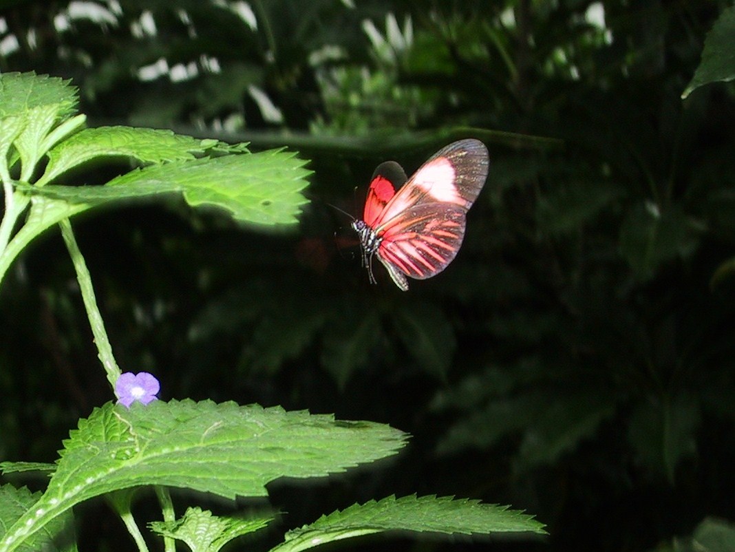 Heliconius Doris