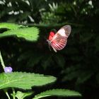 Heliconius Doris