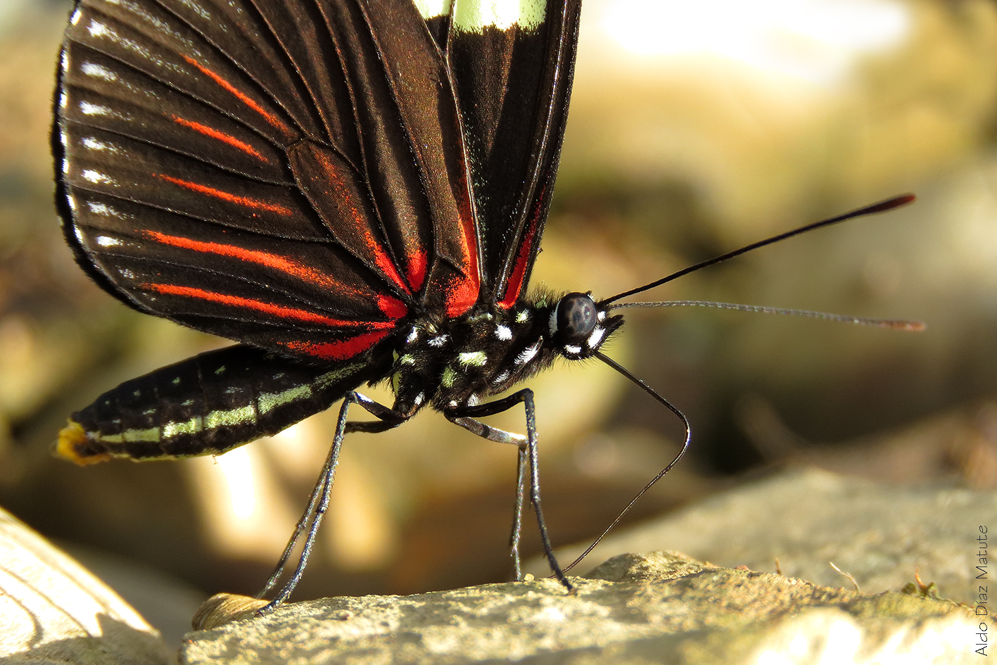 Heliconius doris