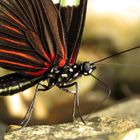 Heliconius doris