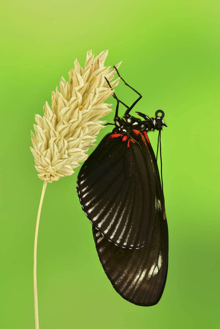 Heliconius doris