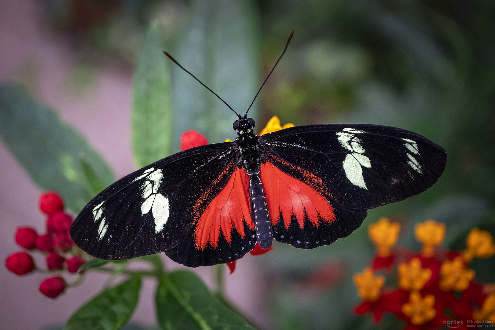 heliconius doris