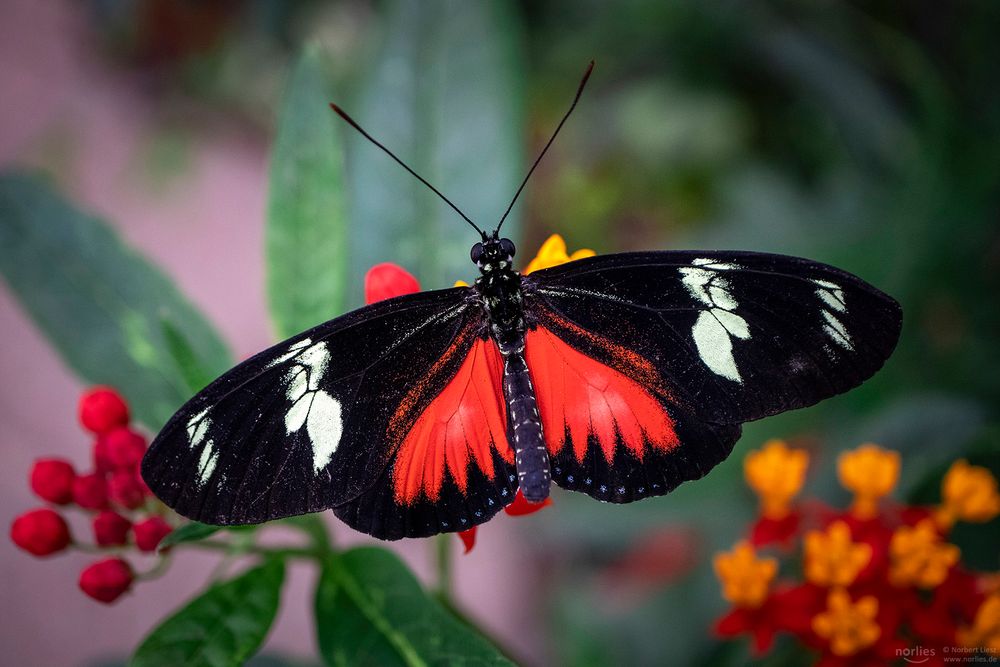 heliconius doris