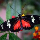 heliconius doris