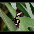 Heliconius Doris