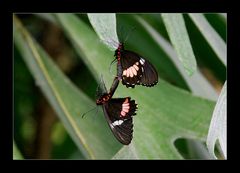 Heliconius Doris