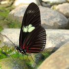 Heliconius doris