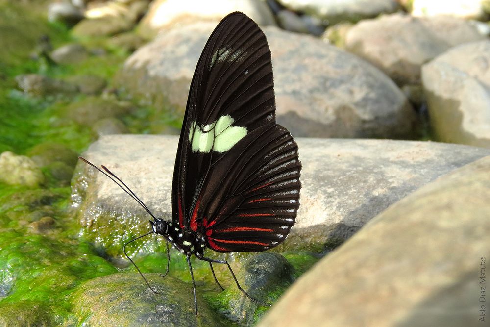 Heliconius doris