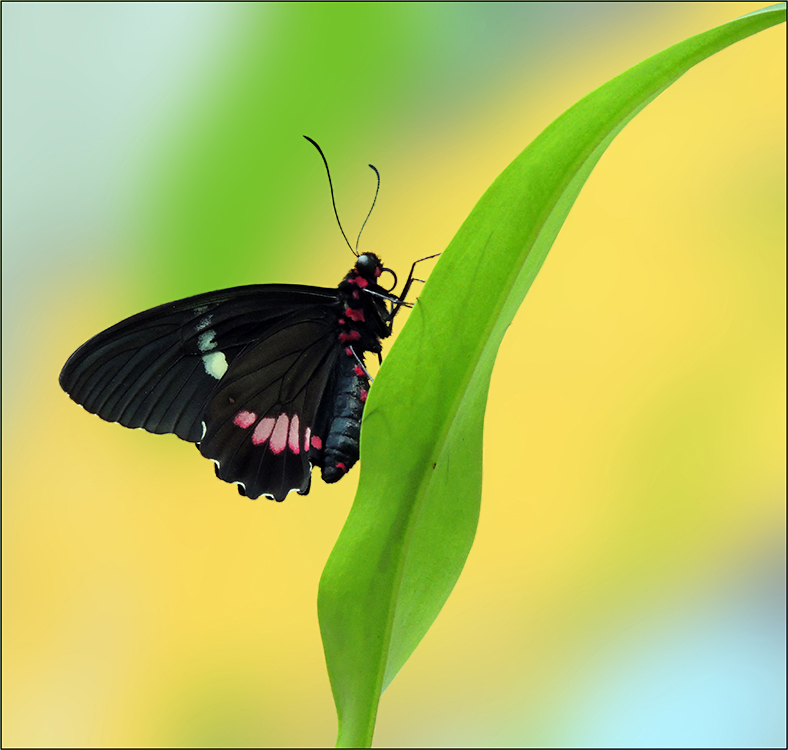 Heliconius doris - Doris Falter