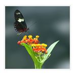 Heliconius doris - Doris-Falter