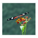 Heliconius doris - Doris-Falter