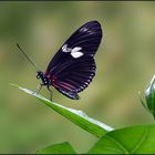 Heliconius doris - Doris-Falter