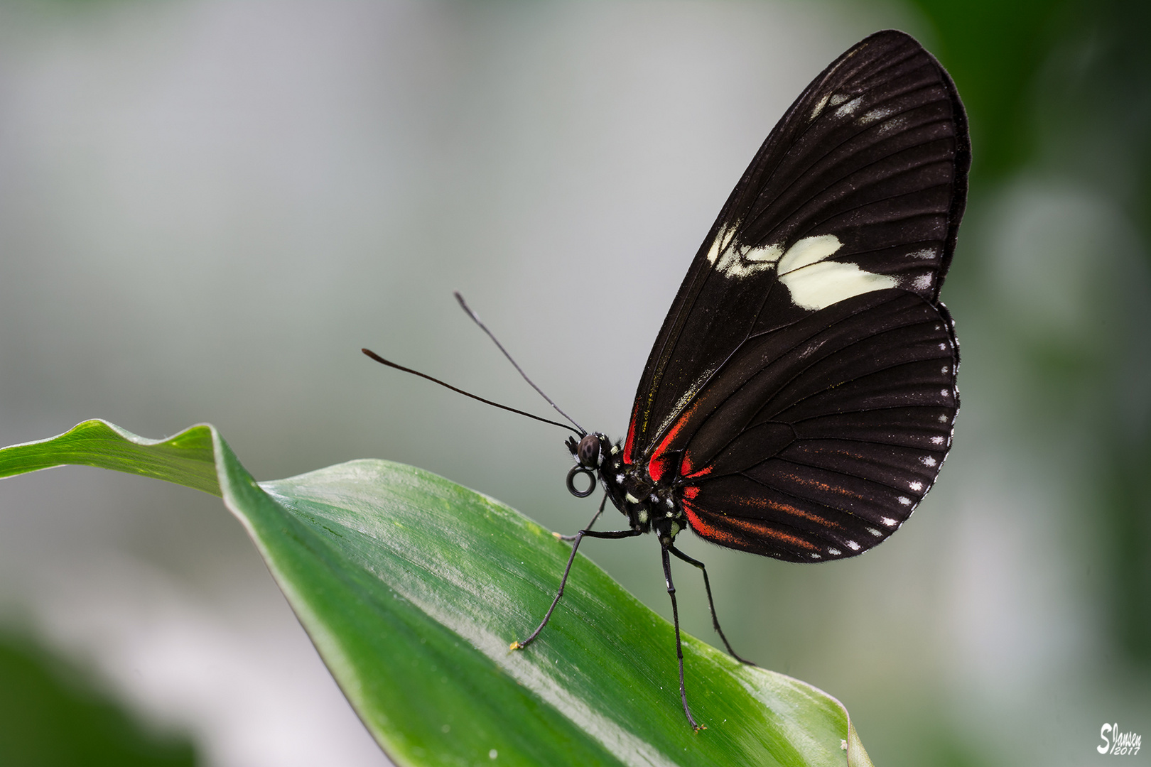 Heliconius doris