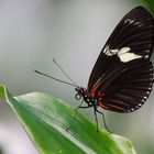 Heliconius doris