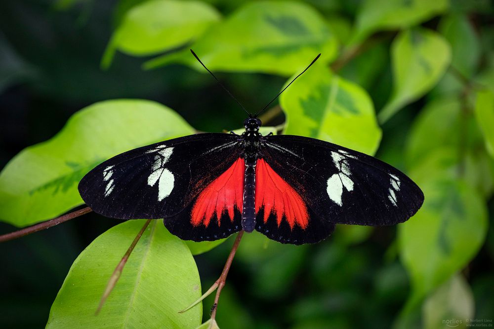 heliconius doris on leafs