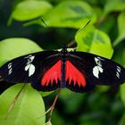 heliconius doris on leafs