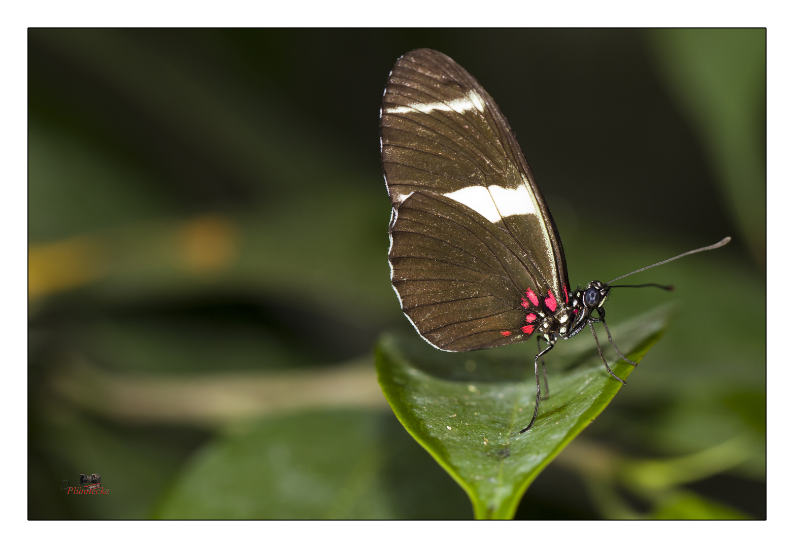 Heliconius doris, Südamerika