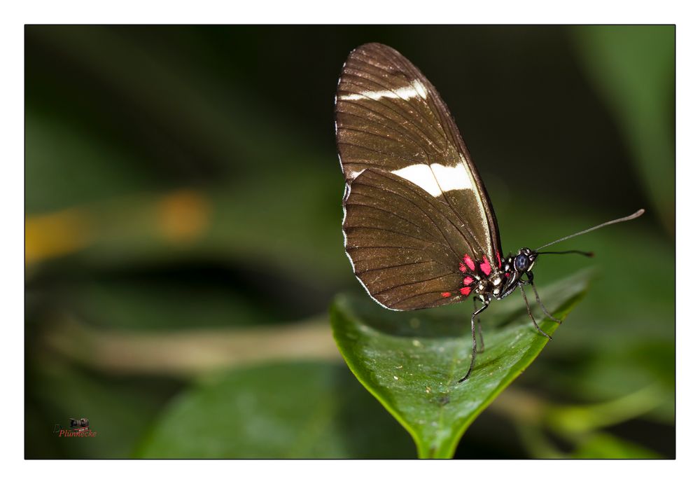 Heliconius doris, Südamerika