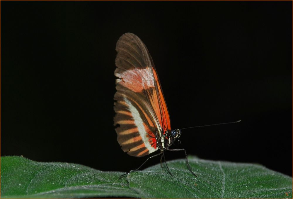 Heliconius