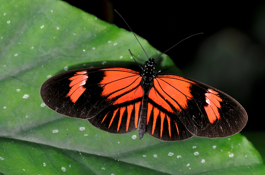 Heliconius