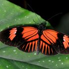 Heliconius