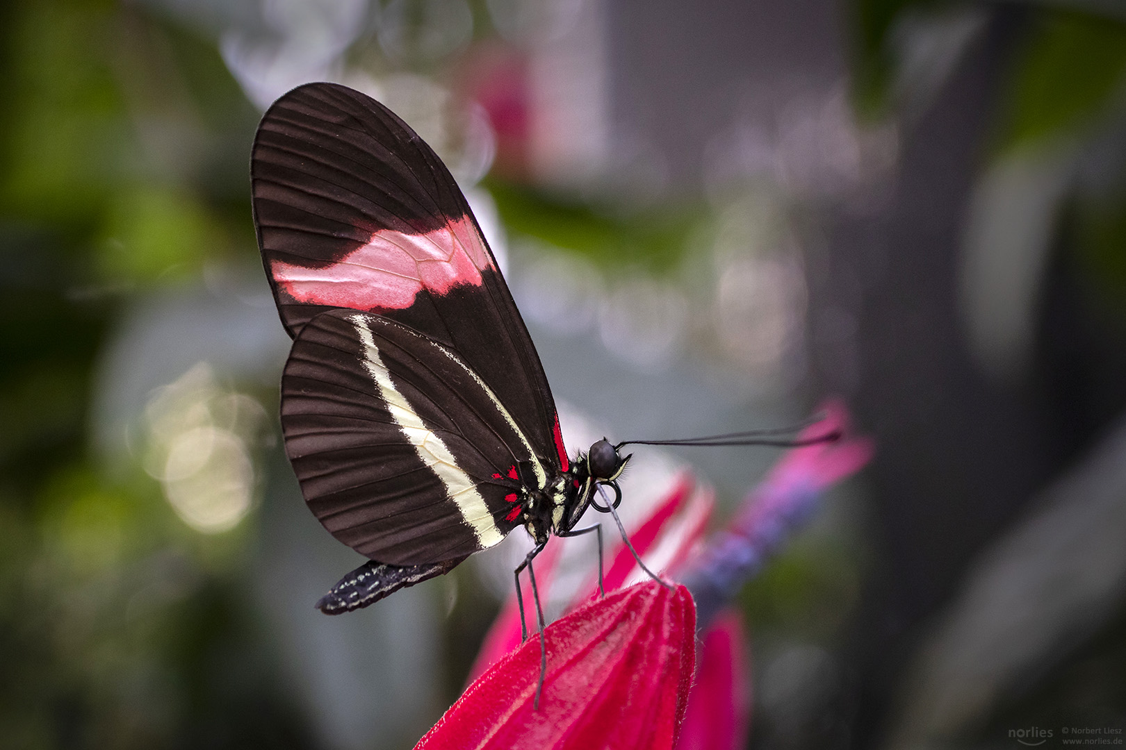 heliconius erato