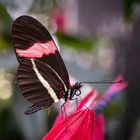 heliconius erato