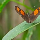 Heliconius erato, Common Longwing, 