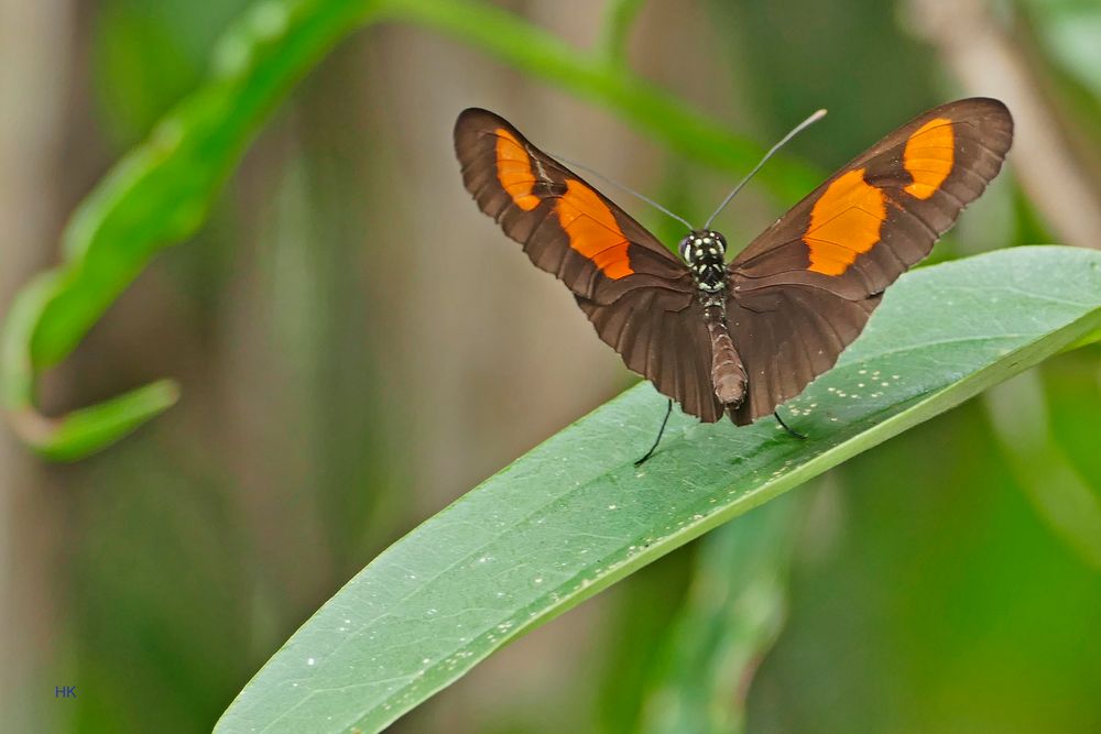 Heliconius erato, Common Longwing, 