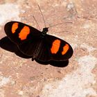 Heliconius erato, Common Longwing