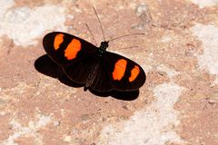 Heliconius erato, Common Longwing