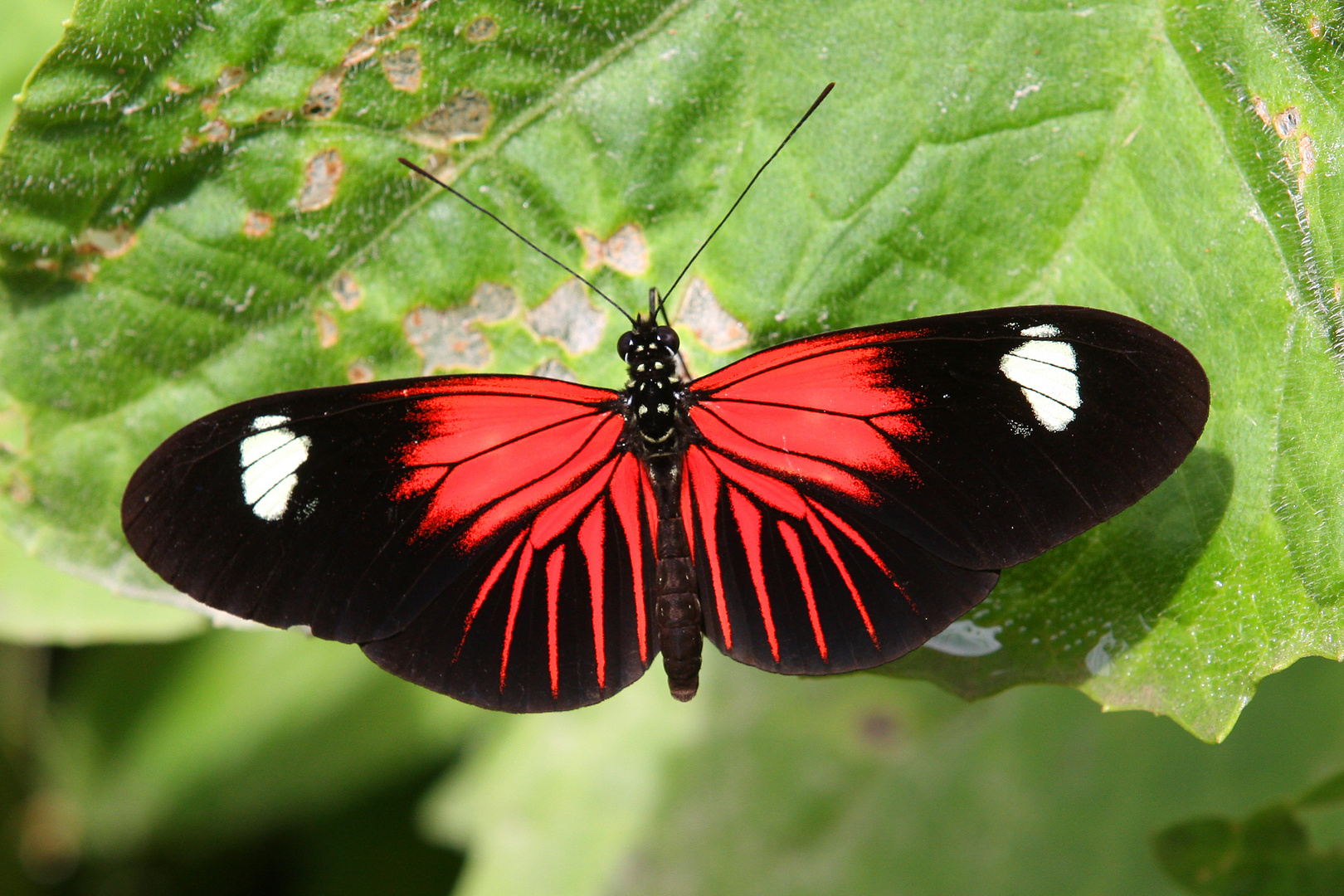 Heliconius erato etylus Foto & Bild | tiere, wildlife, schmetterlinge