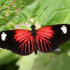 Heliconius erato etylus