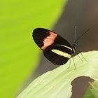 Heliconius erato.