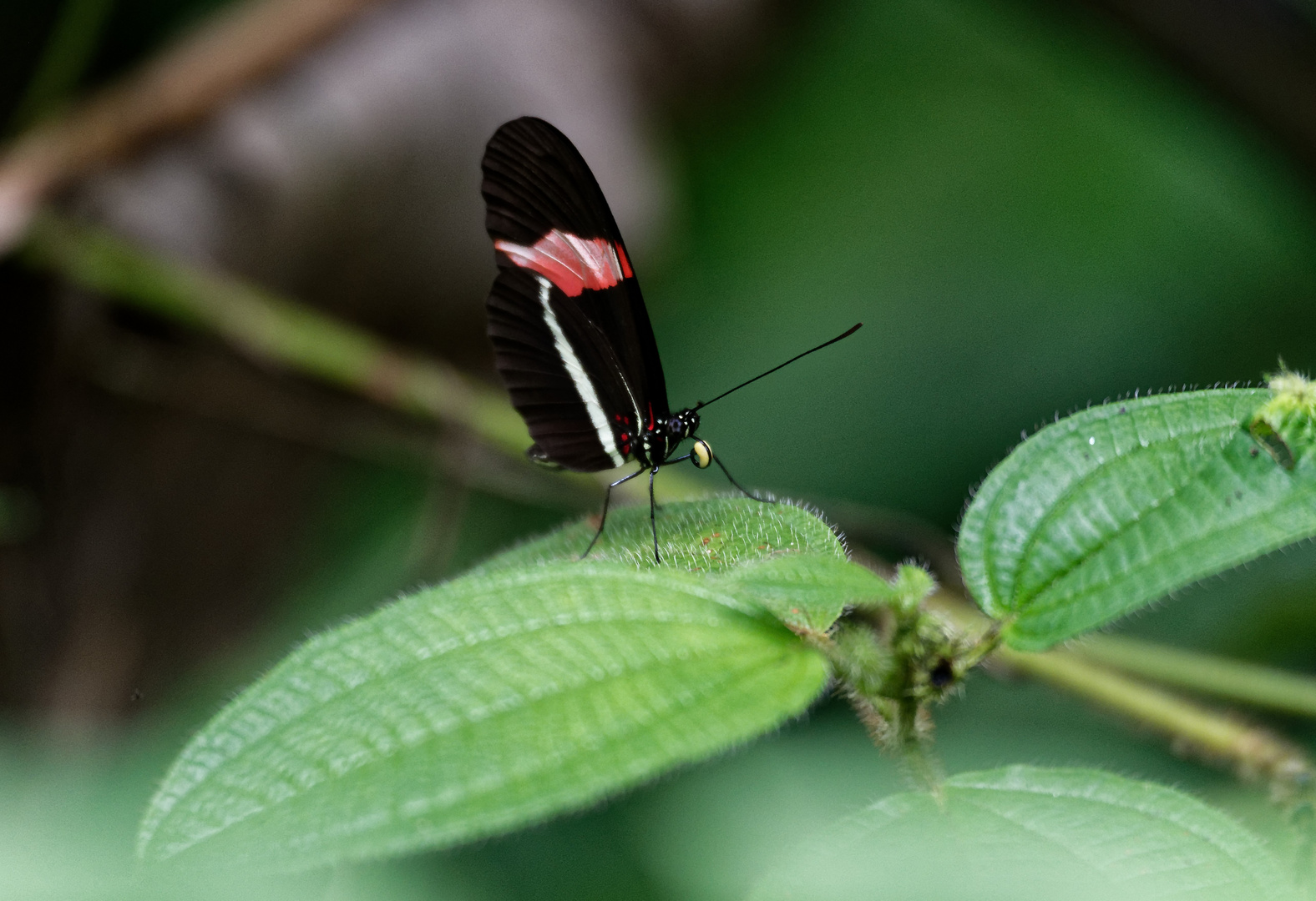 Heliconius erato