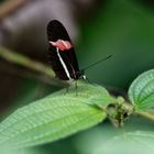 Heliconius erato