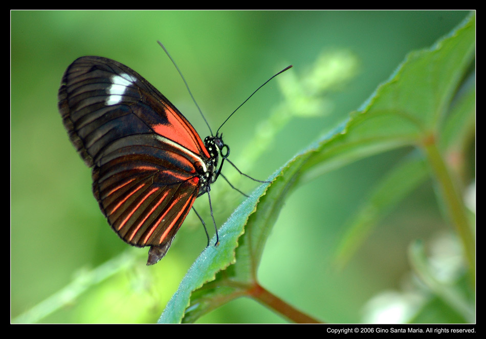 Heliconius erato notabilis