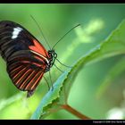 Heliconius erato notabilis