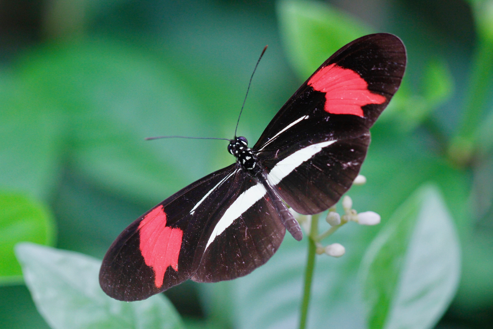 Heliconius erato phyllis