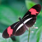 Heliconius erato phyllis