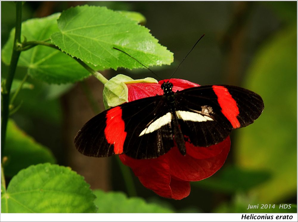 Heliconius Falter